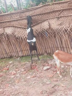 ஆடும் குட்டியும்