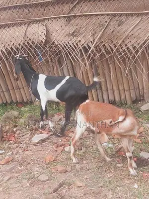 ஆடும் குட்டியும்