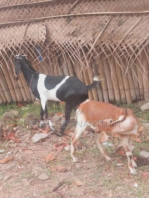ஆடும் குட்டியும்