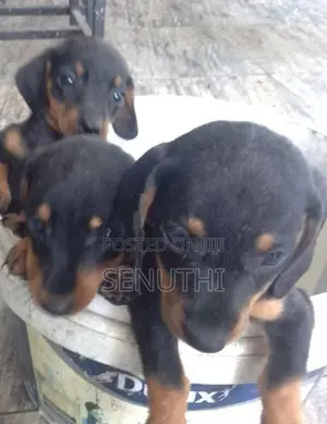 Dachshund Puppies