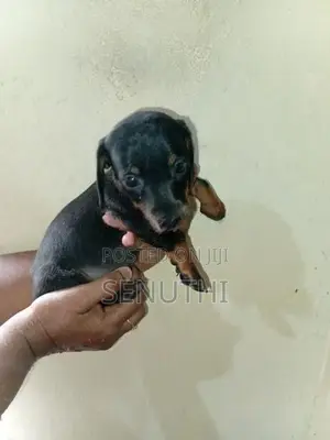 Dachshund Puppies