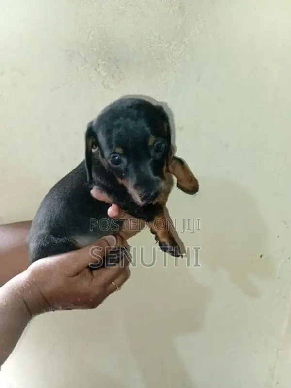 Dachshund Puppies