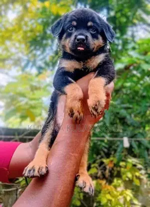 Rottweiler Puppies