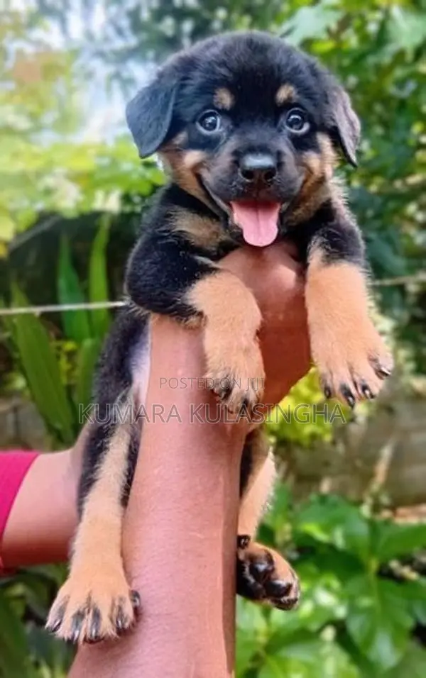 Rottweiler Puppies