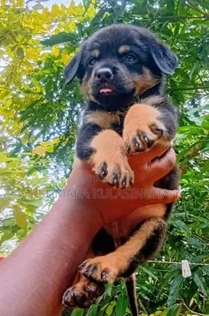 Rottweiler Puppies