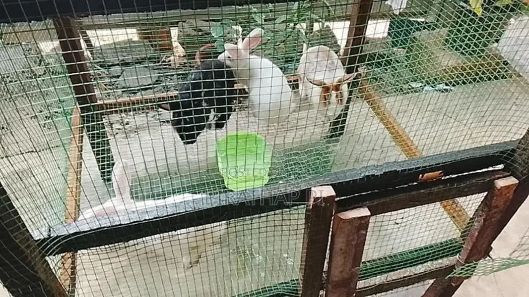 rabbit