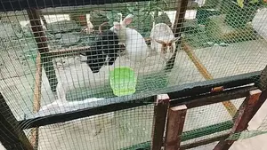 rabbit