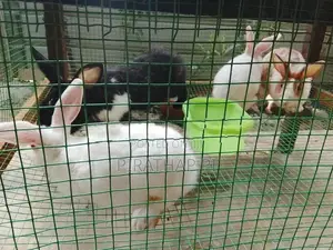 rabbit
