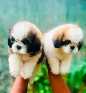 Shih tzu