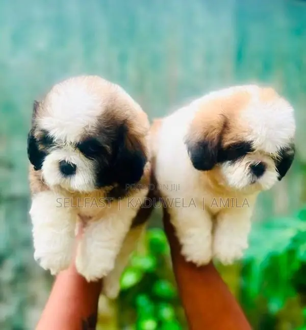 Shih tzu