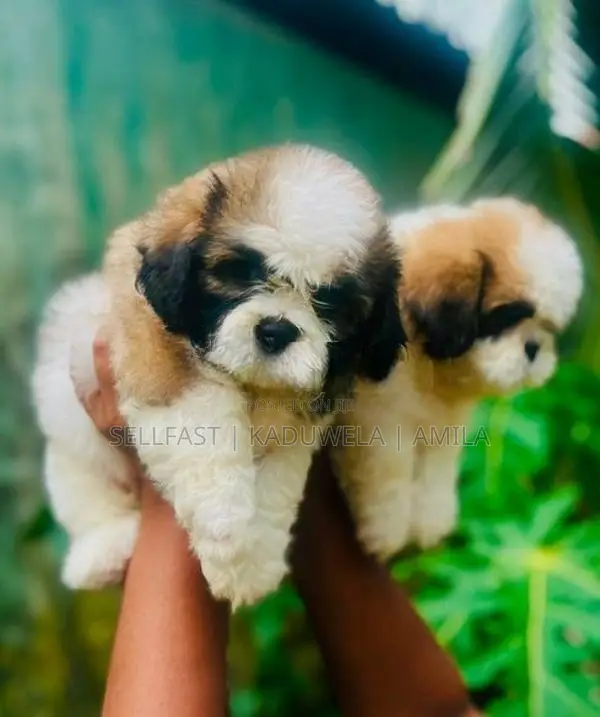 Shih tzu