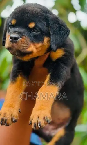 Rottweiler Puppies