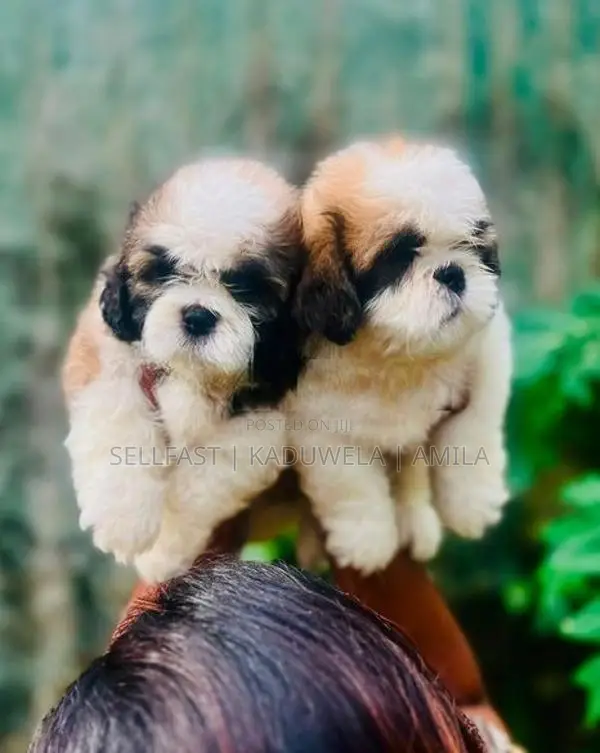 Shih tzu