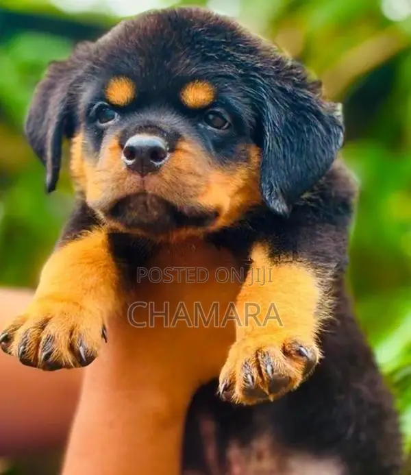 Rottweiler Puppies