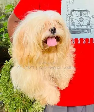 Shih tzu