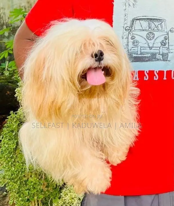 Shih tzu