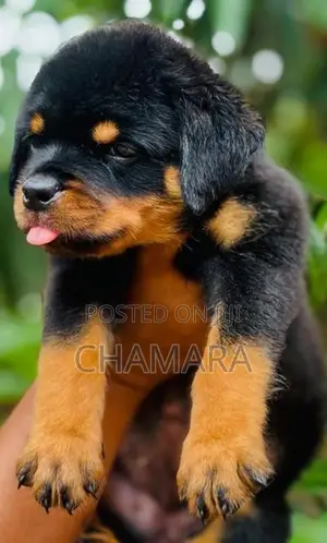 Rottweiler Puppies