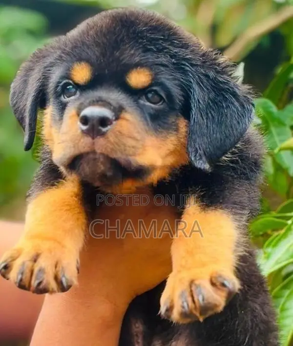 Rottweiler Puppies