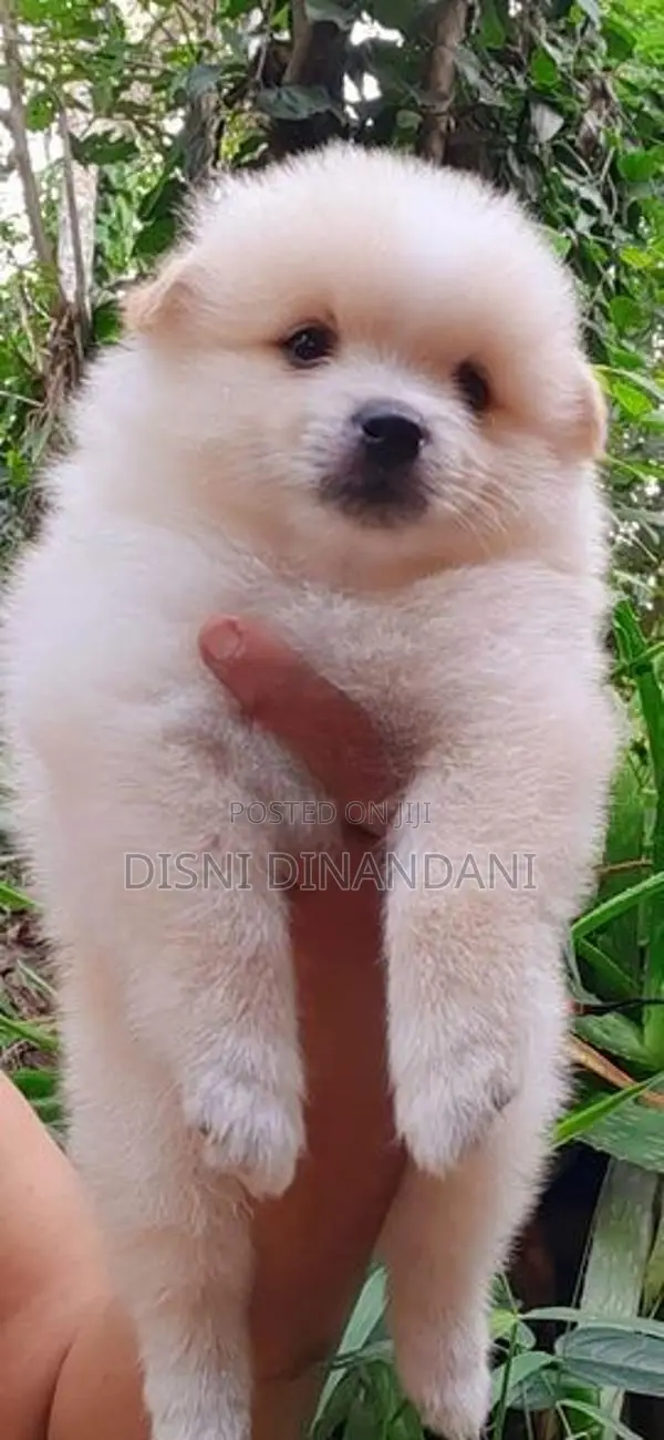 Lion Pomeranian