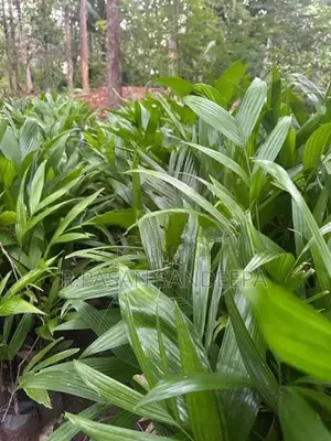 පුවක් පැළ