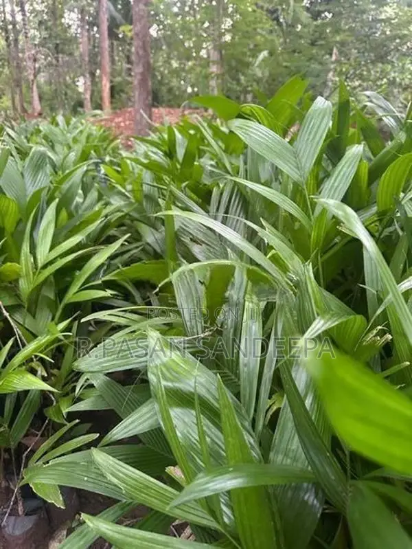 පුවක් පැළ