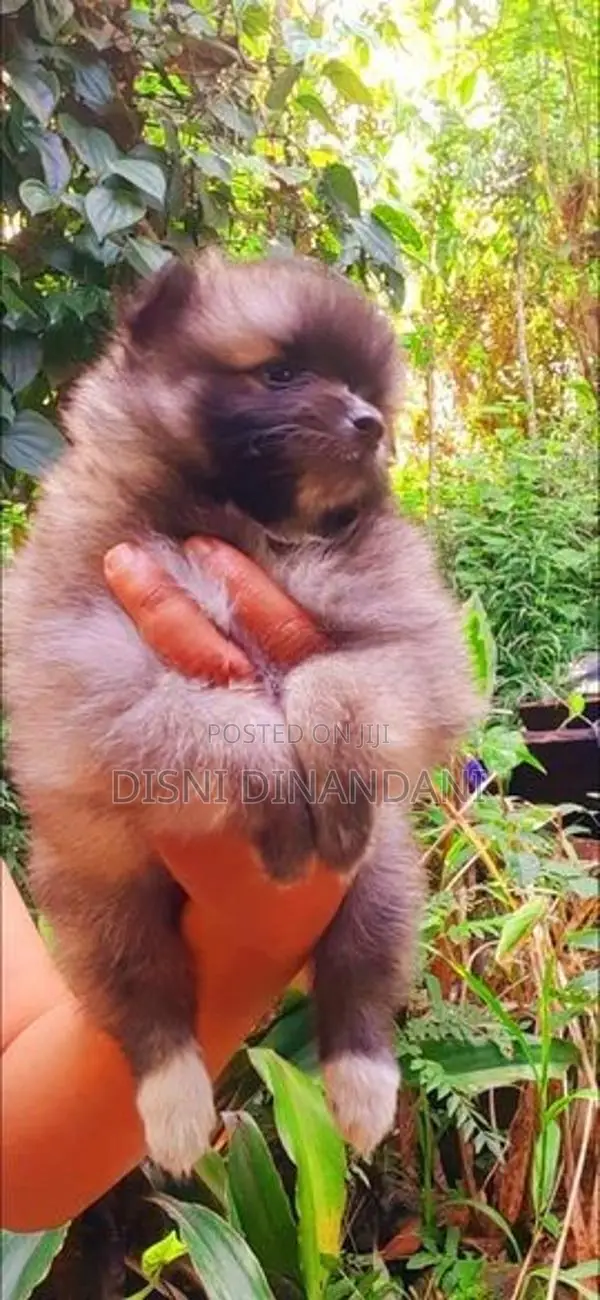 Lion Pomeranian