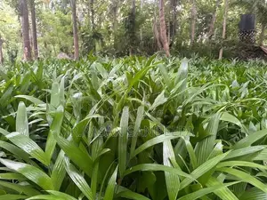 පුවක් පැළ