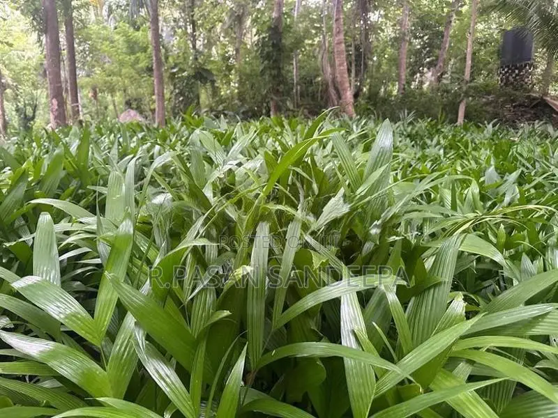 පුවක් පැළ