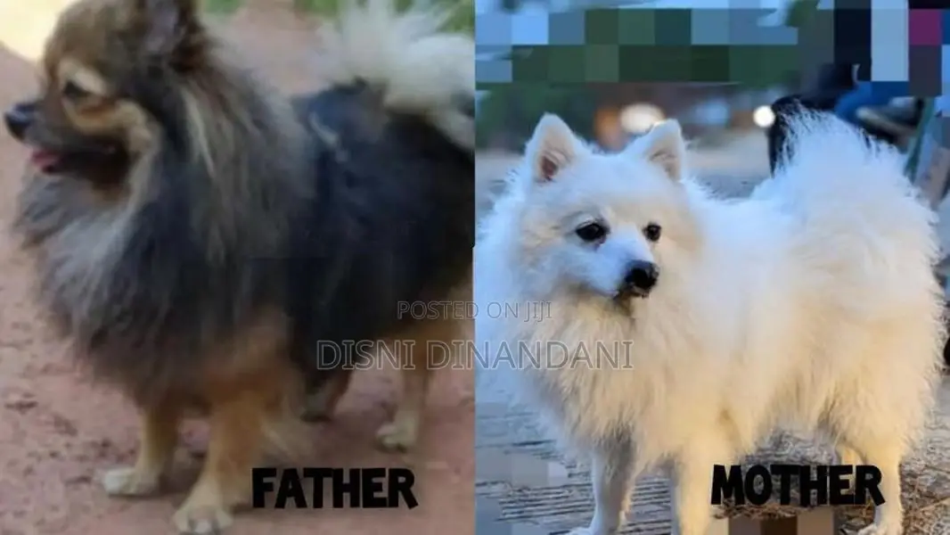 Lion Pomeranian