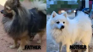 Lion Pomeranian