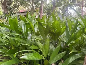 පුවක් පැළ