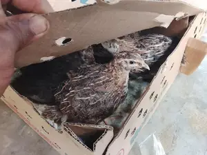Quail Chicks