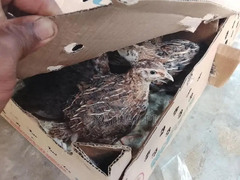Quail Chicks