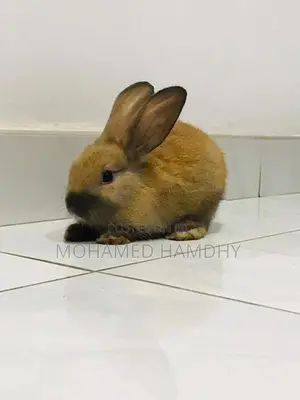Angora Rabbit