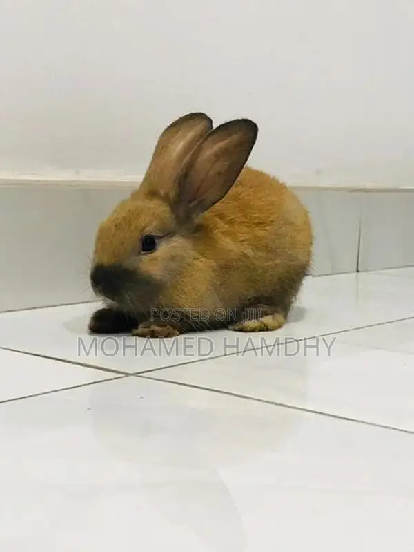 Angora Rabbit