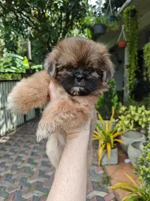 Shih Tzu Puppy