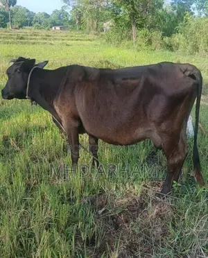 Milk Cow