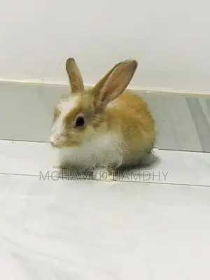 Angora Rabbit
