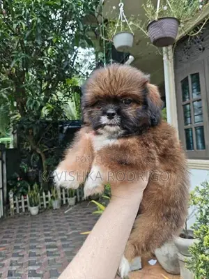 Shih Tzu Puppy