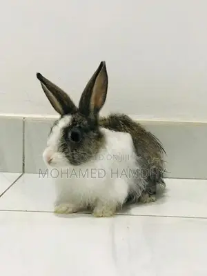 Angora Rabbit