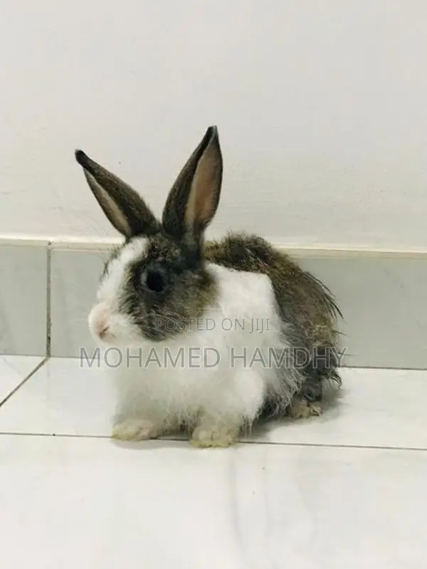 Angora Rabbit