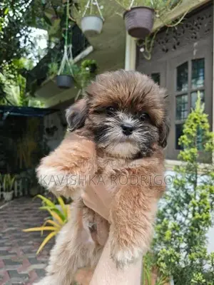 Shih Tzu Puppy