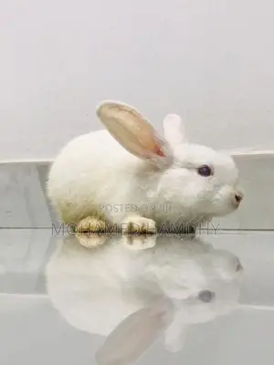 Angora Rabbit