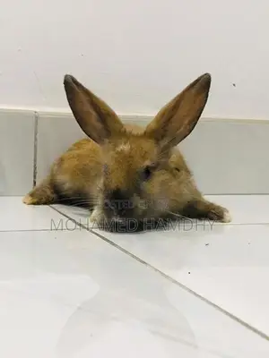 Angora Rabbit