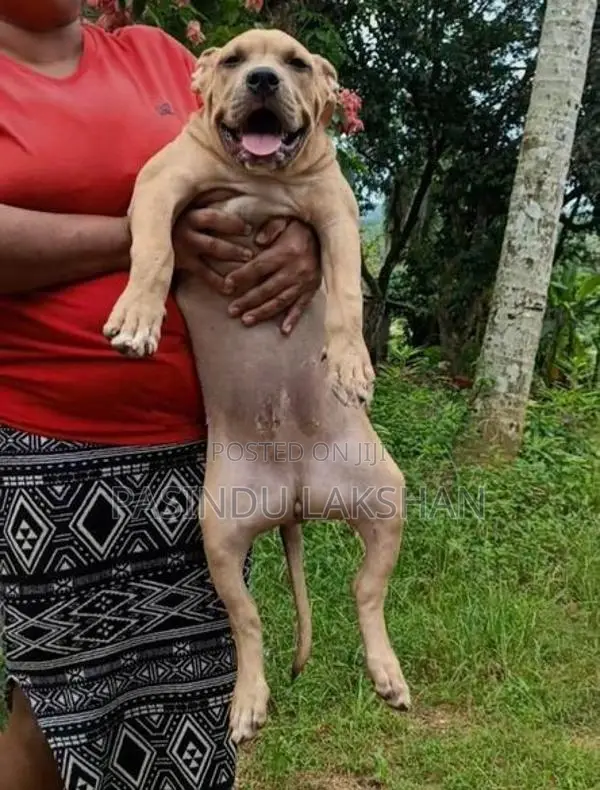 Amarican bully