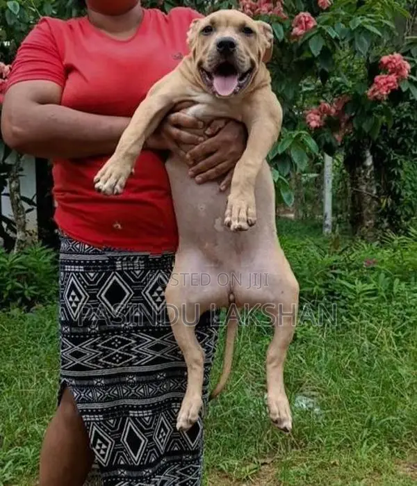 Amarican bully