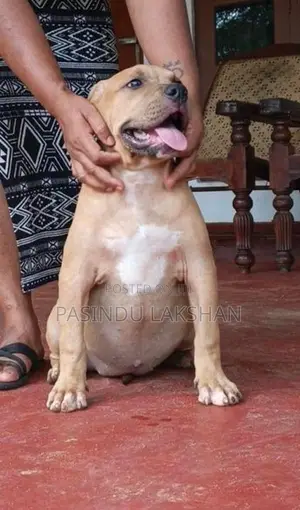 Amarican bully