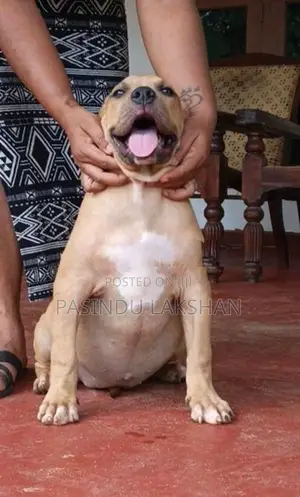 Amarican bully
