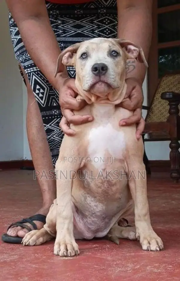 Amarican bully
