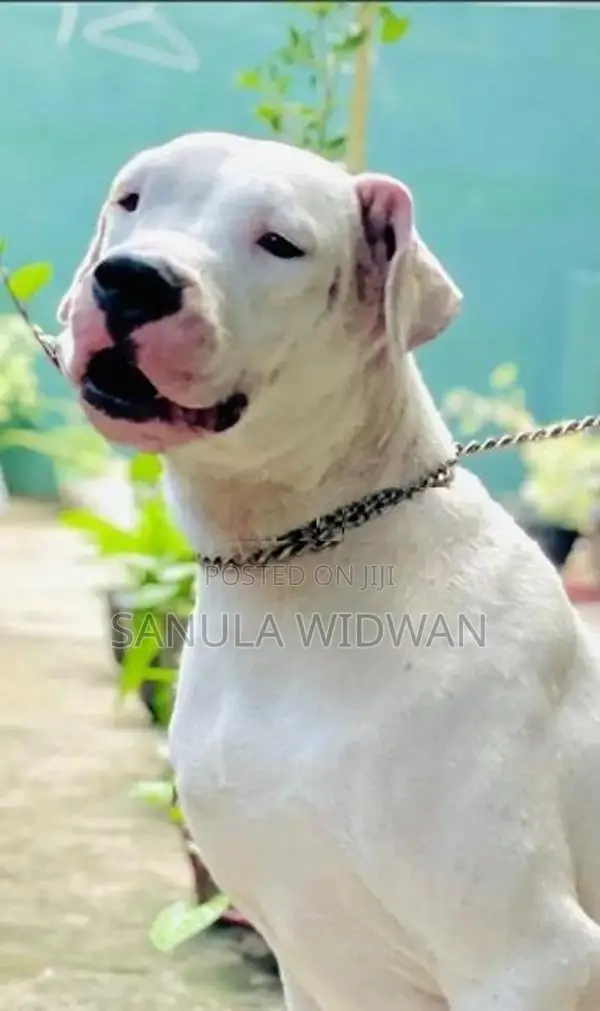 Dogo Argentino